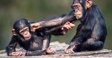 На это способны даже шимпанзе: обезьяны готовы менять убеждения при наличии неоспоримых фактов