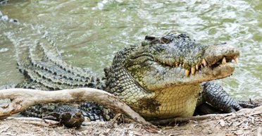 День отдыха: интернет завидует сиесте крокодилов посреди заброшенного болота (видео)