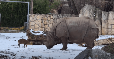 Карликовый олень накинулся на огромного носорога: видео стало вирусным в соцсетях