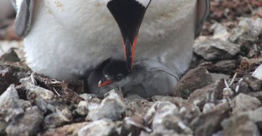 Сразу двое в гнезде: украинские полярники показали первых малышей пингвинов (фото)