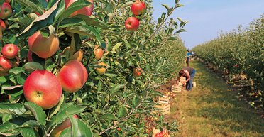 Земля свободных. Создание рынка сельхозземель может ускорить рост ВВП до 5% в год