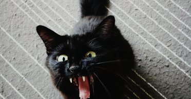 "Это как-то очень не по-человечески": на балконе Львова закрыли кота, защитники животных отреагировали (фото)