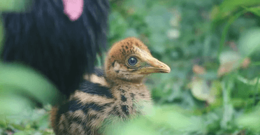 Когти как у динозавра: в заповеднике родилась одна из самых опасных птиц в мире (фото)