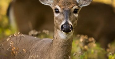 Не лечится и смертельная: "зомби-болезнь", которую обнаружили у оленей, может перейти на людей, — СМИ