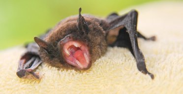 Кажани в Україні почали нападати на людей: в чому причина та як уберегтися від укусів