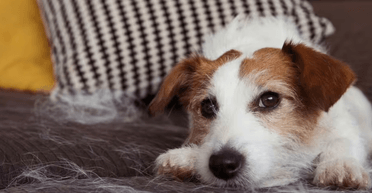 С удовольствием полежат с вами на диване: каких собак почти не нужно выгуливать