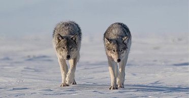 Неймовірний момент: фотографка опинилася в оточенні вовчої зграї в Арктиці (відео)