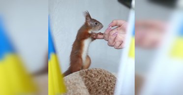 Спасенный из-под завалов белка Марс стал талисманом спасателей Сумщины: детали (фото, видео)