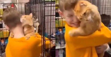 Мальчик хотел взять кота из приюта, но животное само выбрало хозяина (видео)