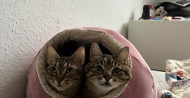 Кіт Степан виїхав з України: де тепер пухнастий блогер