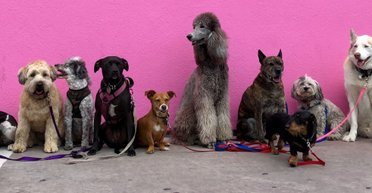 Гулять не просятся: 10 пород собак, которые любят сидеть дома