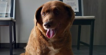 Книга рекордов Гиннеса исключила из рекорда самую старую 31-летнюю собаку: что произошло