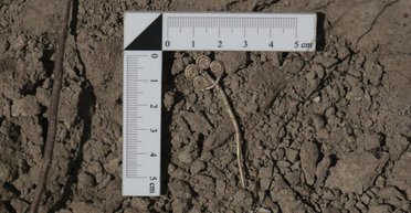 Таких у світі тільки три: археологи виявили у Трої рідкісну золоту брошку (фото)