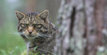 "Велика удача": чоловік стверджує, що знайшов найрідкіснішого в країні кота (відео)