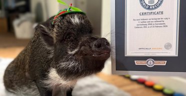 "Говорящая" свинья стала звездой сети и попала в Книгу рекордов Гиннеса (видео)