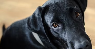 Собака ни в чем не виновата: ученые нашли настоящую причину агрессии у животных