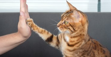 Кішки нас чогось навчають: навіщо вони приносять у дім мертвих тварин