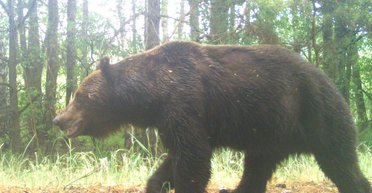 В Чернобыльском заповеднике зафиксировали бурого медведя: война не заставила уйти (фото)