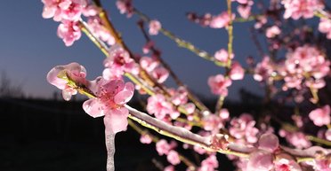 Мороз может привести к потерям урожая популярного фрукта: какие области пострадают больше всего