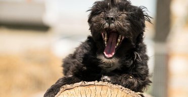 Хозяева могут даже не догадываться: ветеринар поделился, почему собаки зевают