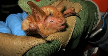 Ученые открыли новый вид летучих мышей с оранжевой шерстью, как у орангутанга