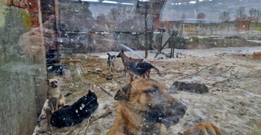Кормят "дохлым" скотом: приют на Киевщине обвиняют в жестоком обращении с животными