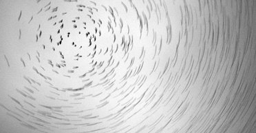 Пятьдесят оттенков черного. Как выжить в психиатрической больнице и не сойти с ума