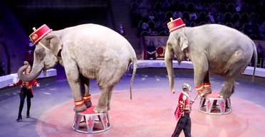 Плач слонов и громкий смех: людей смущают звуки через 100 лет после крушения поезда с цирком