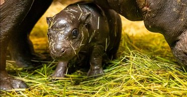 "Робота мрії": у Берлінський зоопарк потрібен купальник бегемотів, що потрібно робити