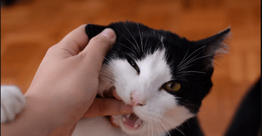 Их стоит бояться: 9 самых агрессивных пород кошек (фото)