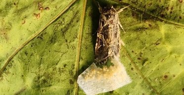 Рослини спілкуються не тільки між собою, а й із комахами: про що вони говорять