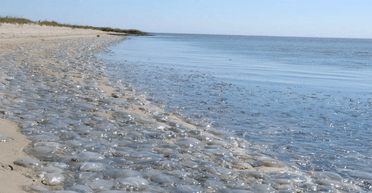 Россия убила Азовское море: на пляжах Мариуполя появилось аномальное количество медуз