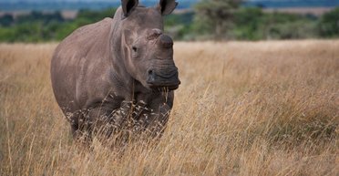 Носорог из пробирки. Как современные репродуктивные технологии помогают вернуть вымерших животных