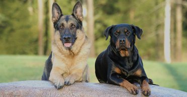 Гениальные собаки учат новые слова любопытным способом: подслушивают разговоры хозяев