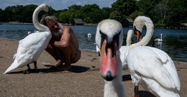 Гладил и обнимал: в Лондоне мужчине запретили посещать парк из-за чрезмерной любви к лебедям, в чем дело