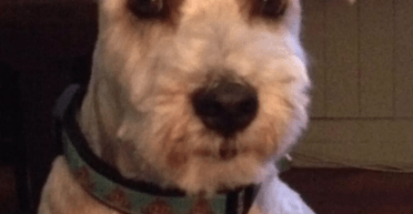 Автопортрет на грудях Мерфа: така знахідка приголомшила власницю песика (фото)