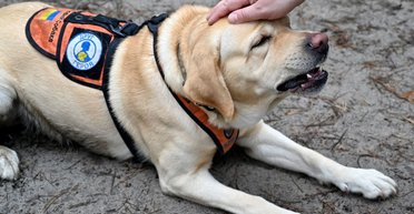 Друг героя: топ-10 собак для допомоги людям із ПТСР