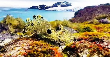 В Антарктиді існує більше життя, ніж очікувалося: що виявили вчені