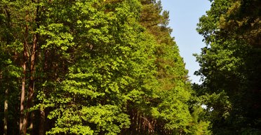 Цуманская пуща. Чем богата Волынь, кроме Свитязя и других знаменитых озер