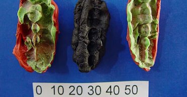 Баблгам із мезоліту. У Швеції знайшли жуйку віком близько 10 тис. років