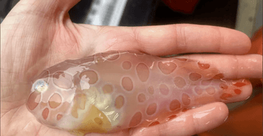 Большая редкость. В водах Аляски нашли редкую прозрачную рыбу (фото)