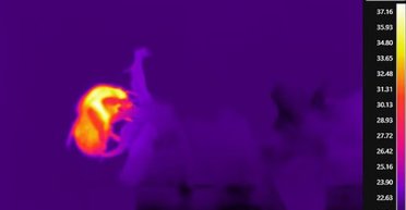 Бджоли втрачають свою здатність дзижчати: що відбувається з бідними комахами