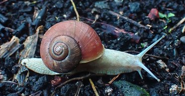 Равлики втрутилися в парламентські вибори в Бельгії: що вони накоїли (фото)