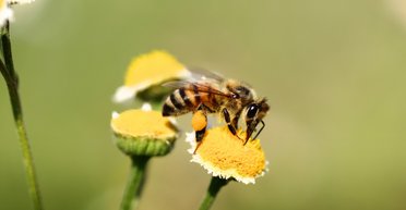 Что пчелы несут домой в своих "продуктовых сумках": насекомые тщательно следят за рационом