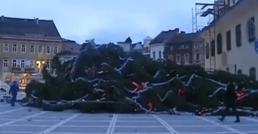 В Румынии упала самая высокая новогодняя елка весом 17 тонн, — СМИ (видео)