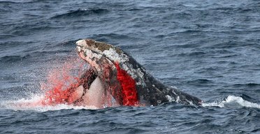 Кити-вбивці стають розумнішими. Косатки вчаться нової жахливої поведінки: що кажуть учені (фото)