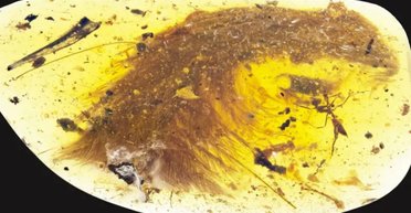 Стало несподіванкою: археологи знайшли бурштин із хвостом динозавра