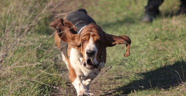 Защитят дом и станут другом: эксперты рассказали о самых умных породах собак (фото)