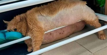 "Найтовстіший у світі" кіт Крошик застряг при спробі втечі з дієтичного табору (фото, відео)