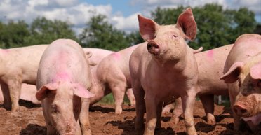 В Черкасской области "помощник депутата" украл у фермеров сотни свиней на более 700 тысяч гривен